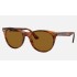 WAYFARER II CLASSIC
Lenses: Brown Classic  +  Frame: Striped Havana