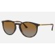 RB4274
Lenses: Polarized Brown Gradient  +  Frame: Tortoise